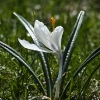 20110415-spring-springing-8