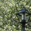 20110506-spring-bloom-2