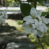 20110506-spring-bloom-3
