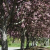 20110506-spring-bloom-7