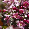 20110506-spring-bloom-8