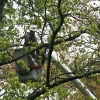 20110519-tree-trimming-2