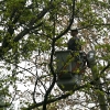 20110519-tree-trimming-4