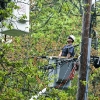 20110519-tree-trimming-5