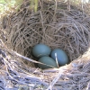 20110524-robins-1