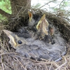 20110524-robins-3