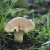 20110624-mushroom-1