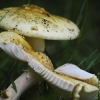 20110624-mushroom-3