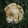 20110624-mushroom-4