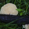20110624-mushroom-5