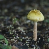 20110625-mushroom-1