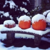 20111102-snowtober-tdaloisio-3