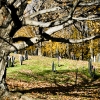 20111111-old-burial-ground-11