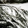 20120112-snowy-day-1