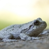 20120721-gray-tree-frog-1