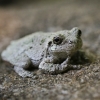 20120721-gray-tree-frog-2
