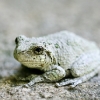 20120721-gray-tree-frog-3