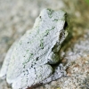20120721-gray-tree-frog-4