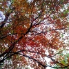 20120930-beals-preserve-fall-6