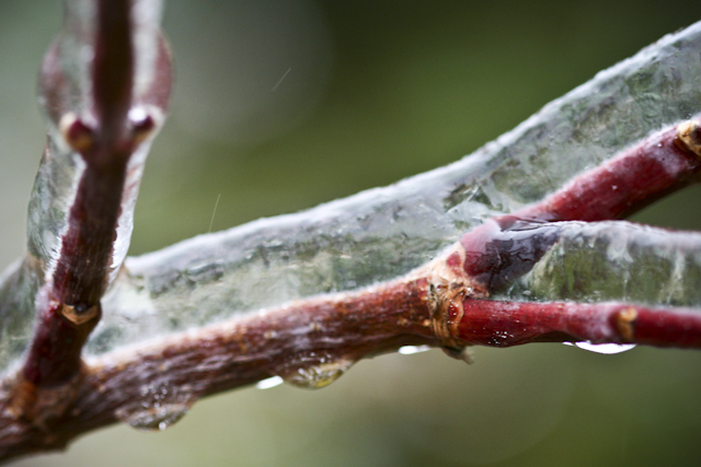 20121217-icy-morning-1