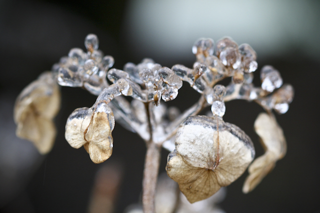 20121217-icy-morning-6