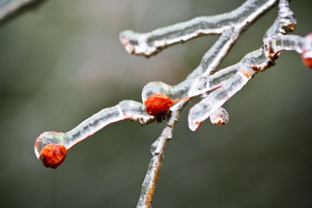 20121217-icy-morning-7