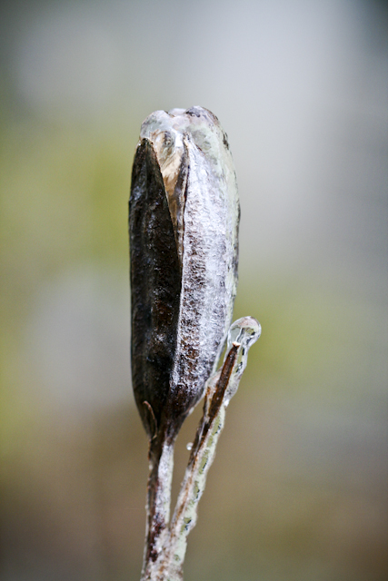 20121217-icy-morning-8
