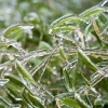 20121217-icy-morning-5