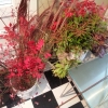 20131105_fall_gardening-1-500x375