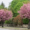 20140520_southborough_in_spring_beth_1