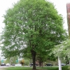 20140520_southborough_in_spring_beth_2