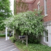 20140520_southborough_in_spring_beth_3