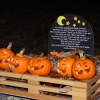 20141012_pumpkin_wall_6