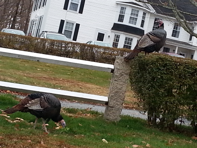 20150116_main_st_wild_turkeys_nancy_1-800x600