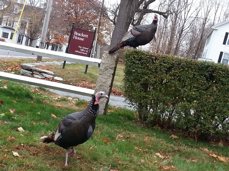 20150116_main_st_wild_turkeys_nancy_2-800x600