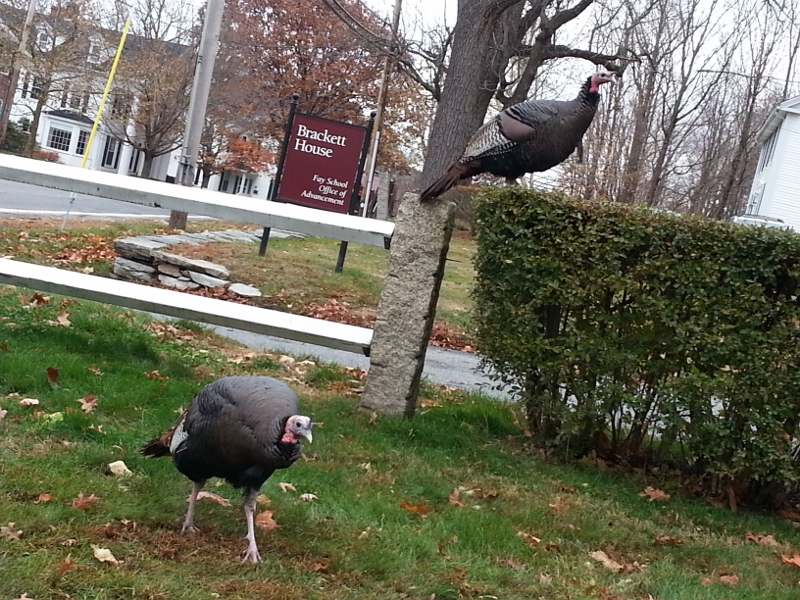 20150116_main_st_wild_turkeys_nancy_3-800x600