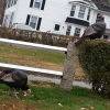 20150116_main_st_wild_turkeys_nancy_1-800x600