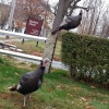 20150116_main_st_wild_turkeys_nancy_2-800x600