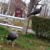 20150116_main_st_wild_turkeys_nancy_3-800x600