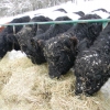 20150306_belties_in_snow_juno-1