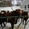 20150306_belties_in_snow_juno-2