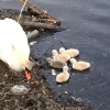 goslings-sml-2_by_nancy_doherty