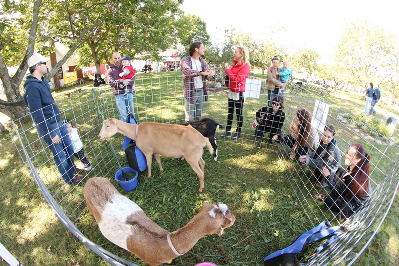 20151014_chestnut_hill_farm_festival_from_ttor_goats