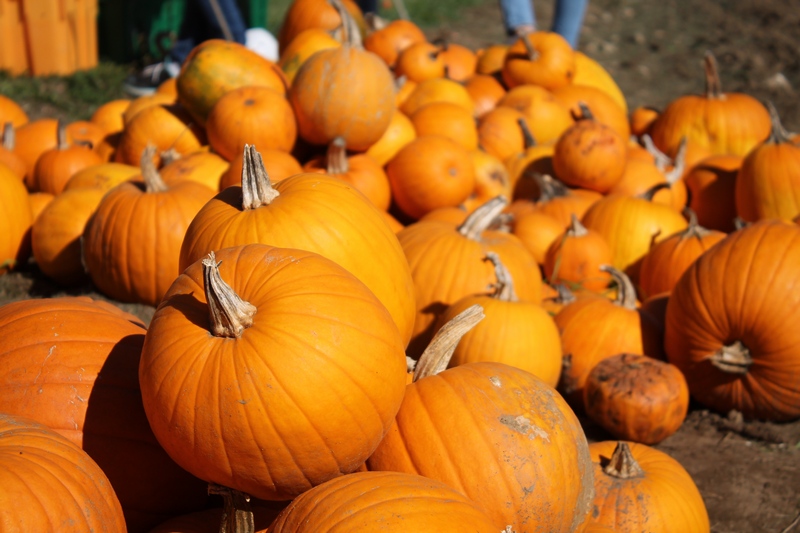 20151014_chestnut_hill_farm_festival_from_ttor_pumpkins