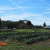 20151014_chestnut_hill_farm_festival_from_cara_5