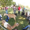 20151014_chestnut_hill_farm_festival_from_ttor_goats