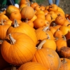 20151014_chestnut_hill_farm_festival_from_ttor_pumpkins