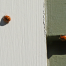 Thumbnail image for A year ago this week: Ladybugs!