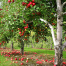 Thumbnail image for Your favorite places: Apple picking