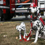Thumbnail image for Meet author Dayna Hilton and her fire safety dogs at the Southborough Library on Thursday